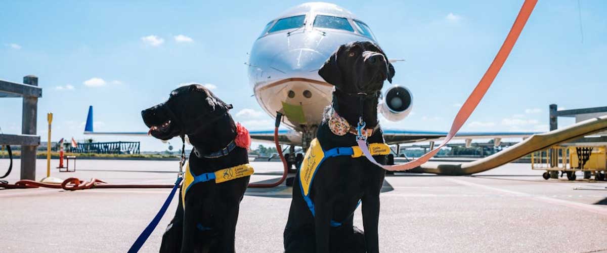 The Crucial Role of Sniffer Dogs in Drug Detection