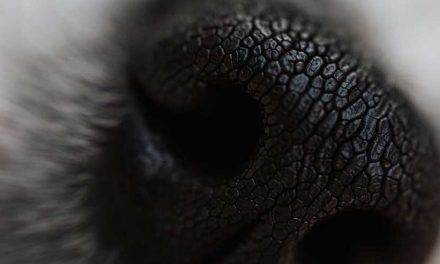 Why Dogs Smell Human Private Parts