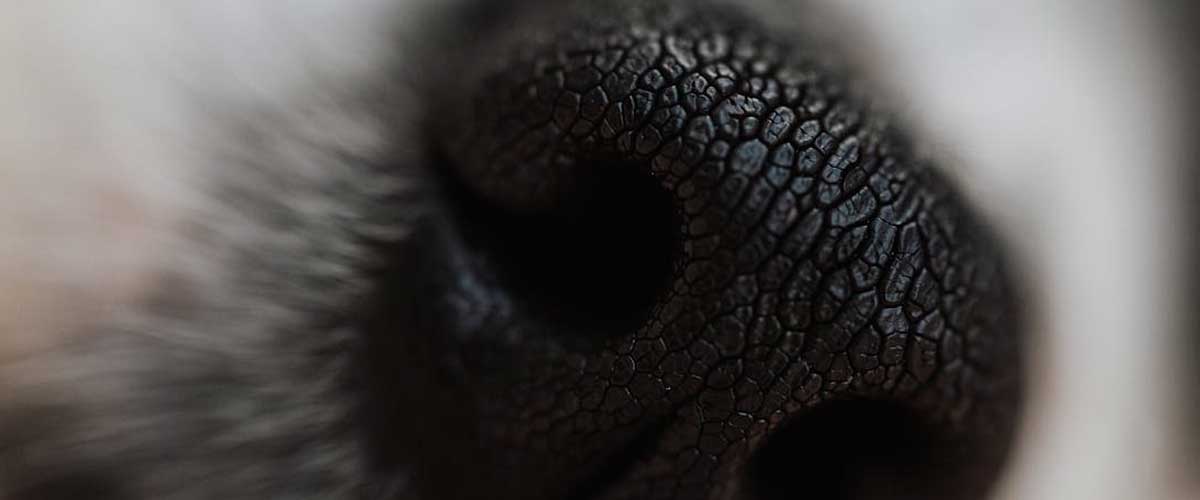 Why Dogs Smell Human Private Parts