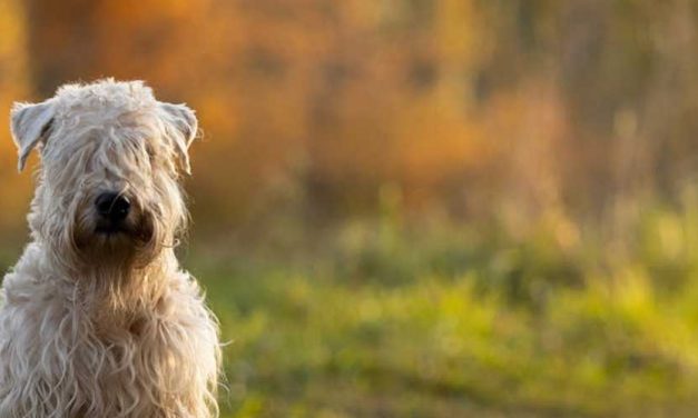The Soft-Coated Wheaten Terrier: A Charming Companion