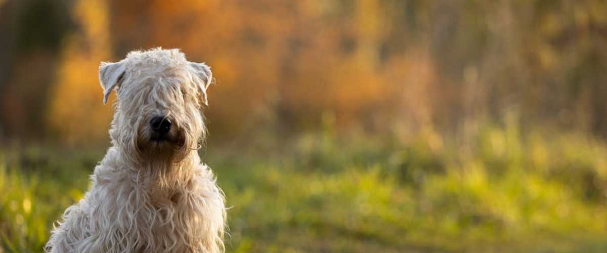 The Soft-Coated Wheaten Terrier: A Charming Companion