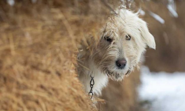 The South Russian Sheepdog: A Guardian of the Steppes