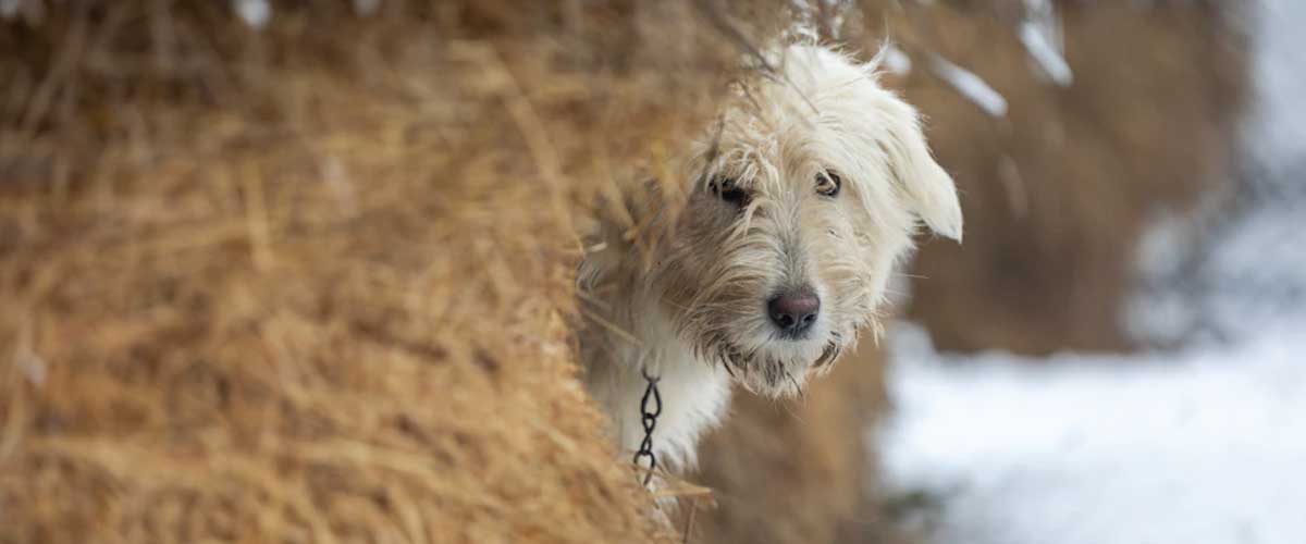 The South Russian Sheepdog: A Guardian of the Steppes