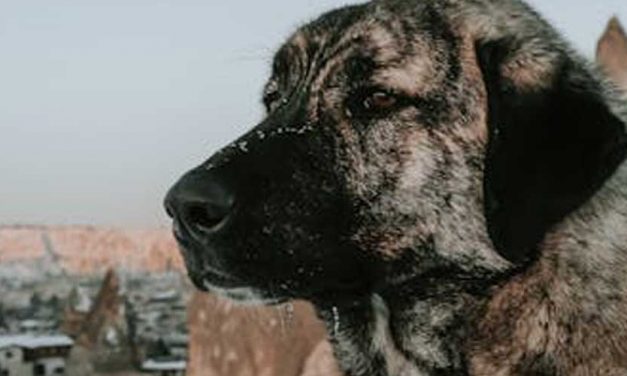 The Spanish Mastiff: A Guardian with Grace