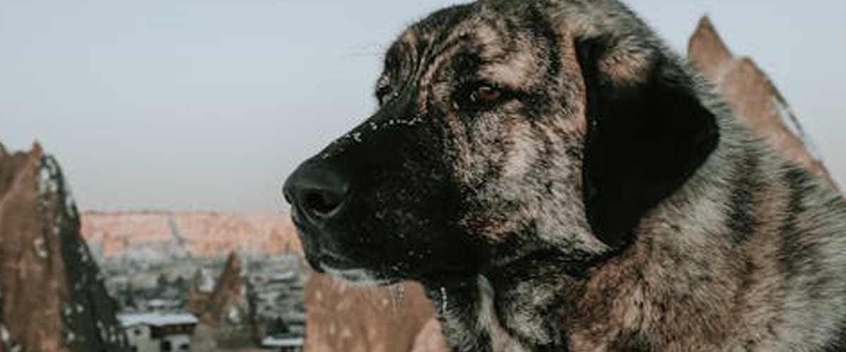 The Spanish Mastiff: A Guardian with Grace