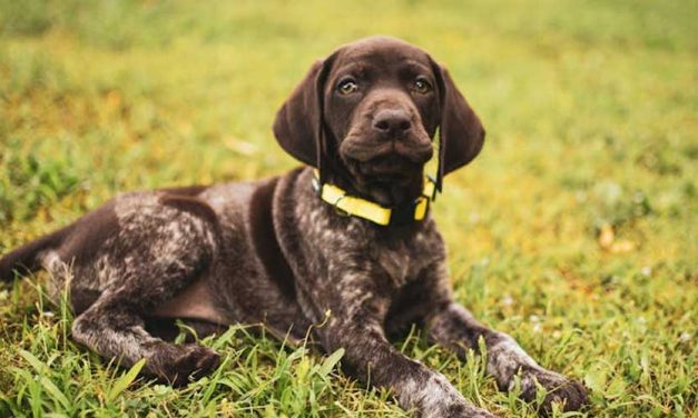 The Spanish Pointer: A Versatile and Loyal Companion