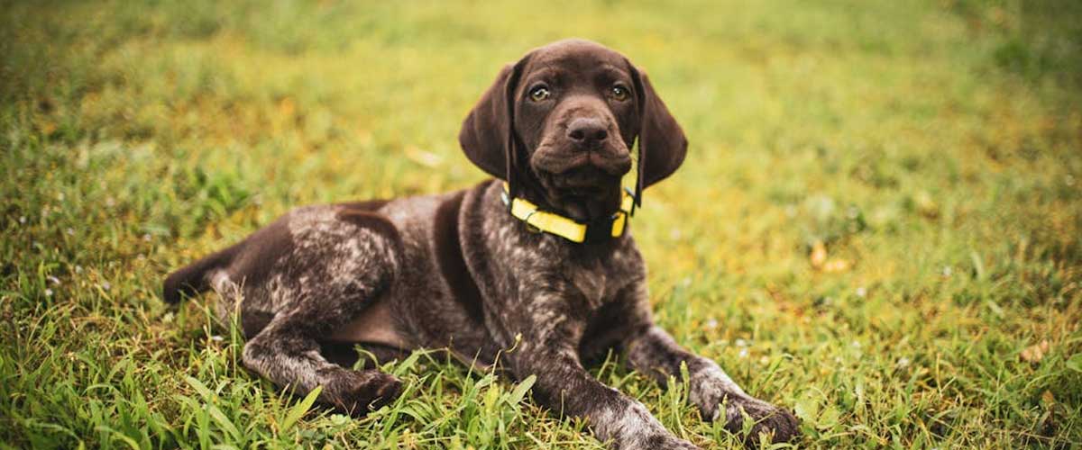 The Spanish Pointer: A Versatile and Loyal Companion