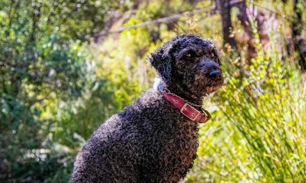 The Spanish Water Dog: An Overview of an Adorable and Versatile Breed