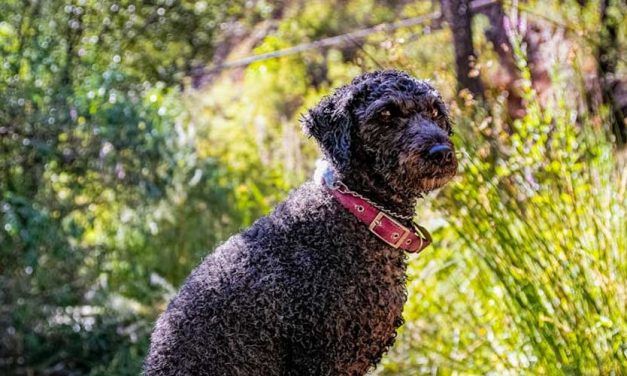 The Spanish Water Dog: An Overview of an Adorable and Versatile Breed