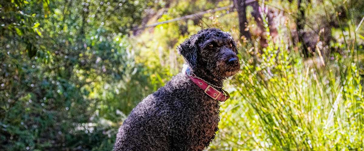 The Spanish Water Dog: An Overview of an Adorable and Versatile Breed