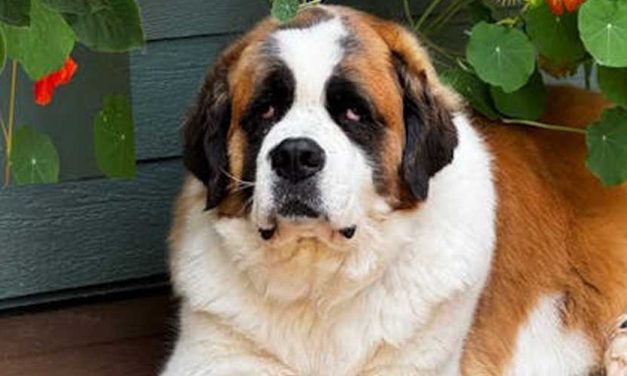 The St. Bernard: A Gentle Giant of the Alpine Region