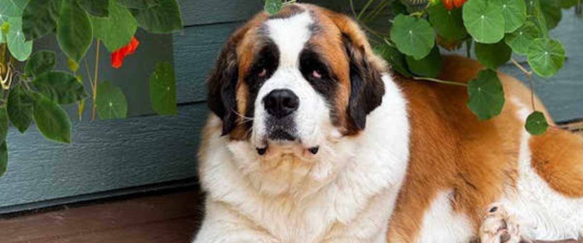 The St. Bernard: A Gentle Giant of the Alpine Region