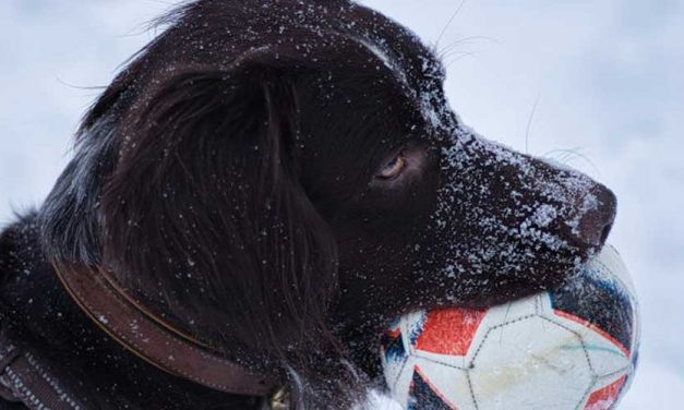 The Stabyhoun: A Unique and Versatile Dog Breed