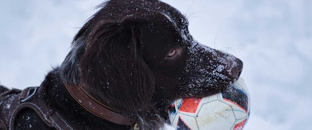 The Stabyhoun: A Unique and Versatile Dog Breed