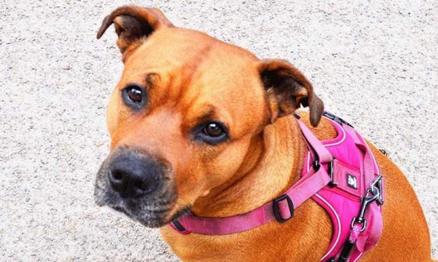 The Staffordshire Bull Terrier: A Loyal Companion