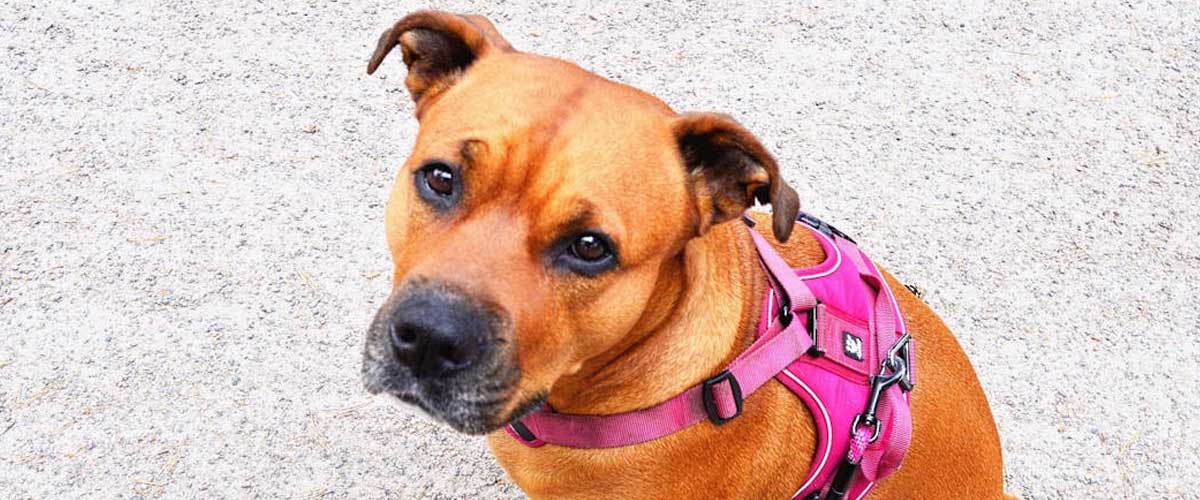 The Staffordshire Bull Terrier: A Loyal Companion