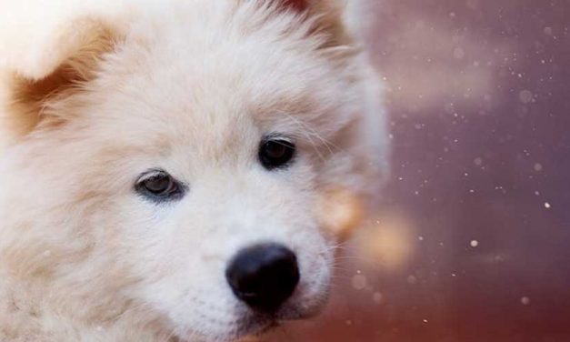 The Hardest Stage of a Dog: Understanding Puppyhood