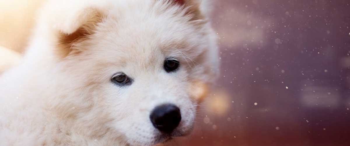 The Hardest Stage of a Dog: Understanding Puppyhood