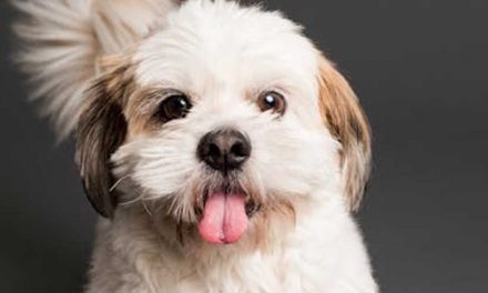 Guide to Teaching Your Puppy to “Stay” in Various Situations