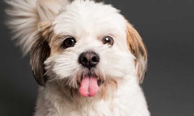 Guide to Teaching Your Puppy to “Stay” in Various Situations