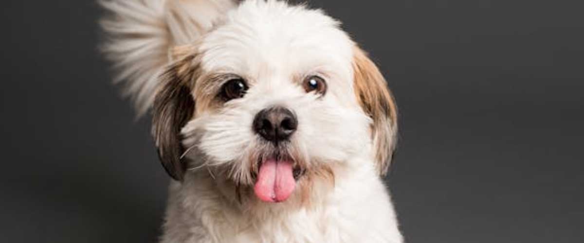 Guide to Teaching Your Puppy to “Stay” in Various Situations