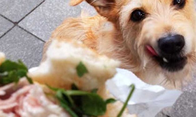 How to Stop Your Dog from Stealing Food