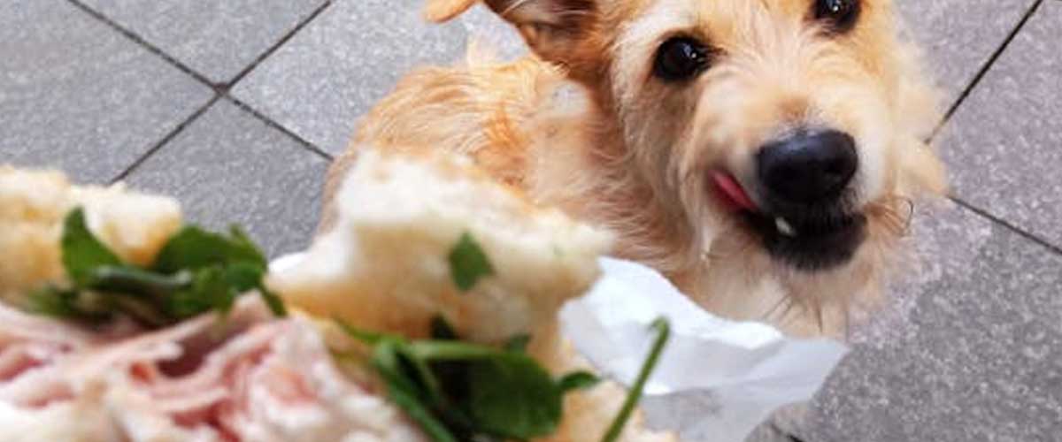 How to Stop Your Dog from Stealing Food