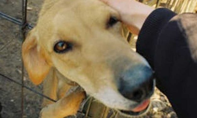 Testing the Temperament of a Rescued Stray Dog: A Guide for Adopters