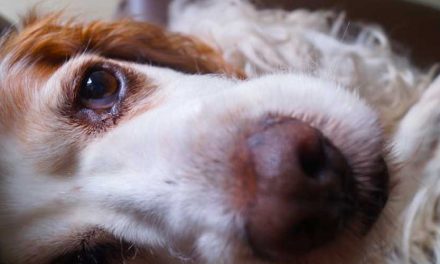 The Sussex Spaniel: An Overview of a Charming Breed