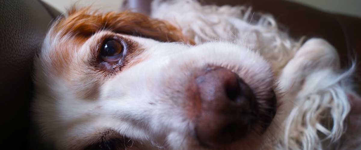 The Sussex Spaniel: An Overview of a Charming Breed