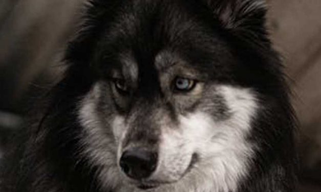 The Swedish Elkhound: A Loyal Companion and Versatile Hunter