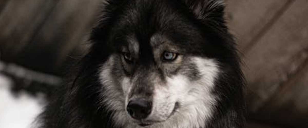 The Swedish Elkhound: A Loyal Companion and Versatile Hunter