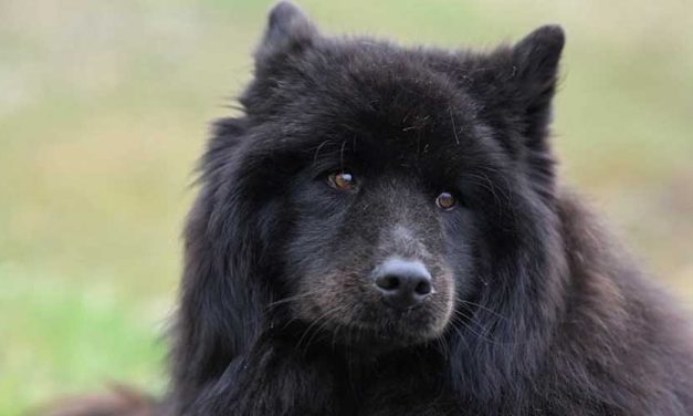 The Swedish Lapphund: A Versatile and Affectionate Companion