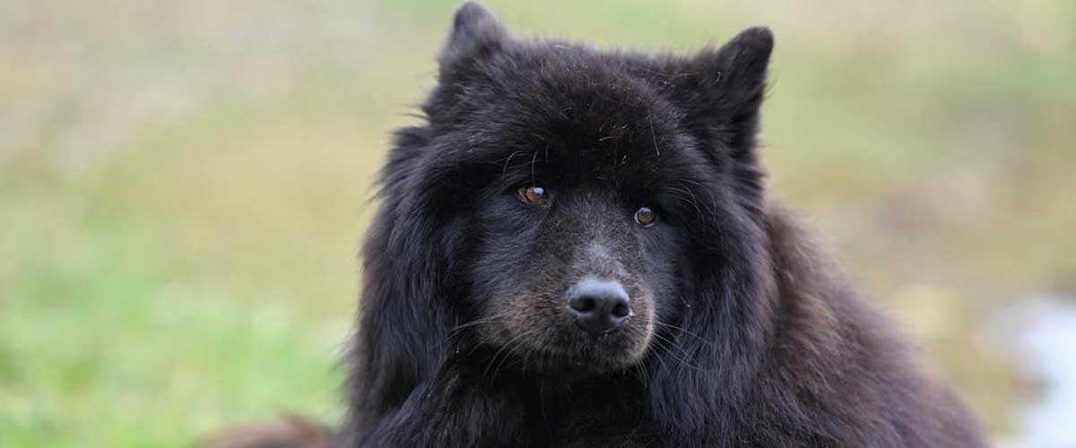 The Swedish Lapphund: A Versatile and Affectionate Companion