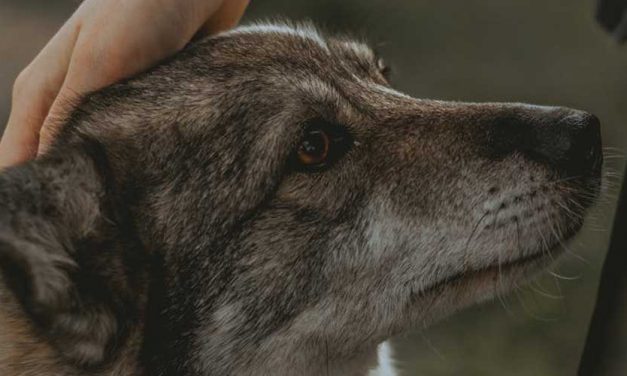 The Swedish Vallhund: A Unique and Energetic Companion