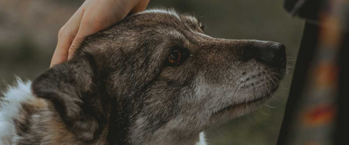 The Swedish Vallhund: A Unique and Energetic Companion
