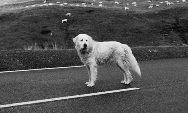 Tatra Mountain Sheepdog: A Majestic Guardian of the Herd
