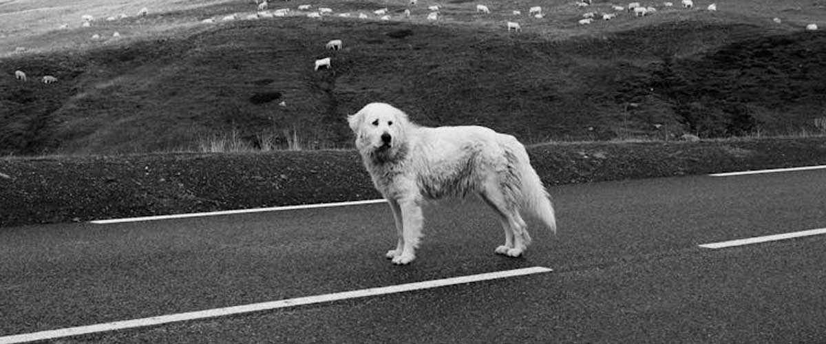 Tatra Mountain Sheepdog: A Majestic Guardian of the Herd