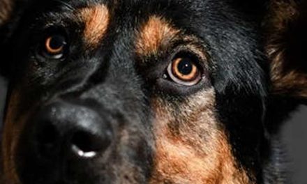 The Tervuren Dog Breed: An In-Depth Look