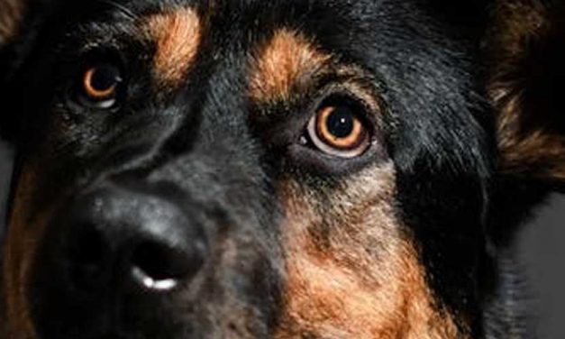 The Tervuren Dog Breed: An In-Depth Look