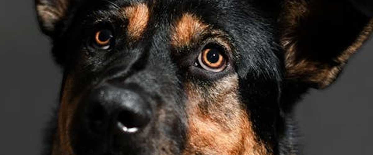 The Tervuren Dog Breed: An In-Depth Look