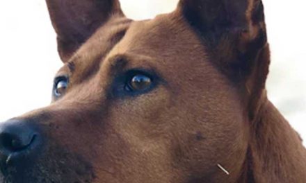 The Thai Ridgeback: A Unique and Loyal Companion