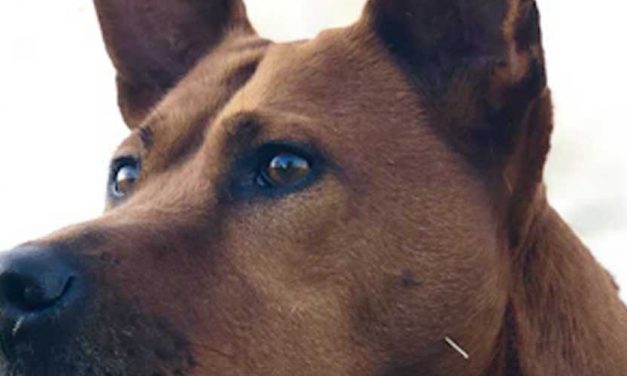 The Thai Ridgeback: A Unique and Loyal Companion