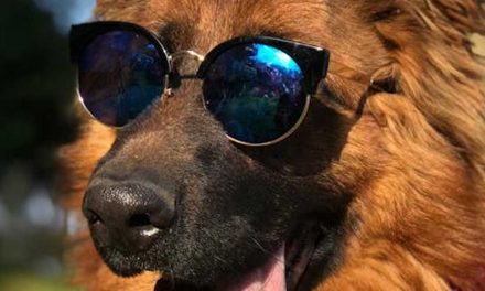 Understanding Your Canine Companion for a Better Relationship