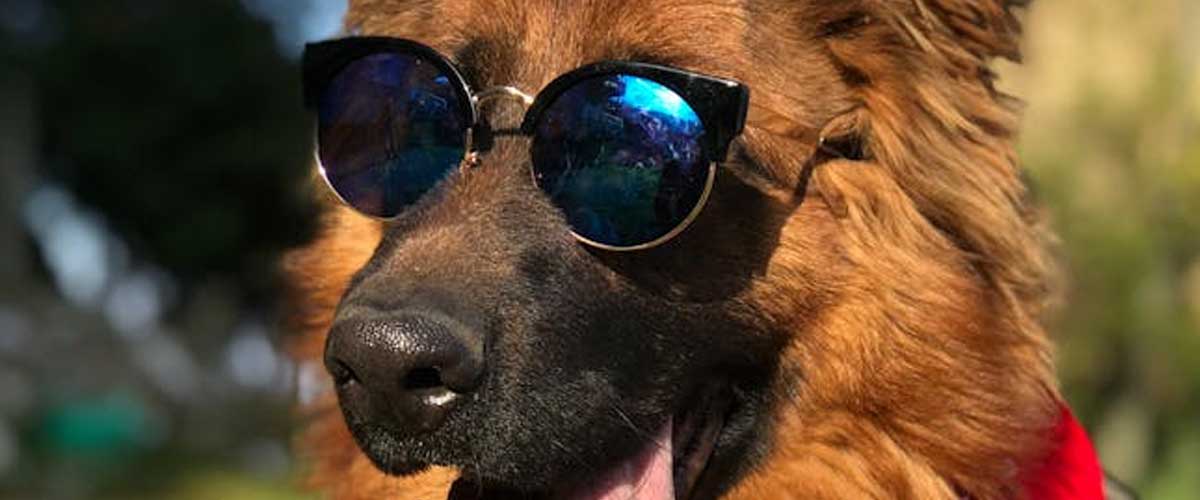 Understanding Your Canine Companion for a Better Relationship