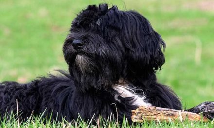 Tibetan Kyi Apso: The Guardian of the Himalayas