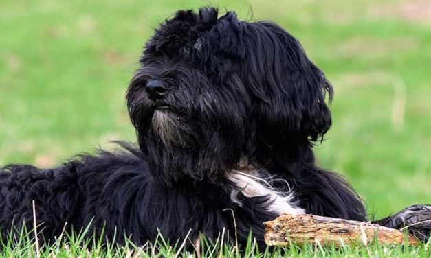 Tibetan Kyi Apso: The Guardian of the Himalayas