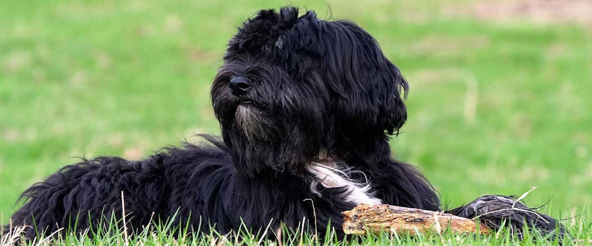 Tibetan Kyi Apso: The Guardian of the Himalayas