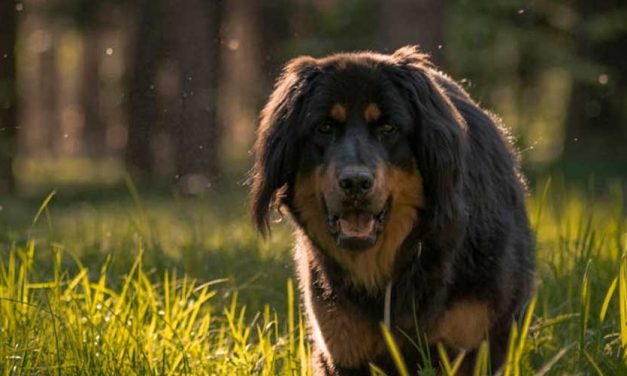 The Tibetan Mastiff: A Guardian of the Himalayas
