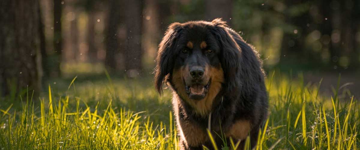 The Tibetan Mastiff: A Guardian of the Himalayas